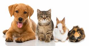 Il Sistema di Biorisonanza applicato agli animali